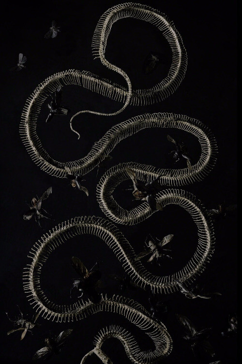 Tara Sellios: Sinuous. Courtesy of C. Grimaldis Projects