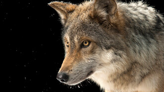 Joel Sartore; Un lobo gris mexicano («Canis lupus baileyi») en peligro de extinción a nivel federal en el Wild Canid Survival and Research Center