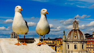 Vuelta casi a la normalidad total: las enormes y agresivas gaviotas de Roma recuperan protagonismo... y poder
