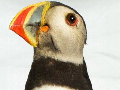 Birds of the World Gallery. Courtesy of Harvard Museum of Natural History