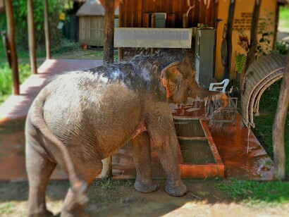 An elephant at the sanctuary cools off beneath a water spray, in Laos