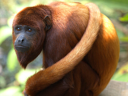 Mono aullador rojo (Alouatta seniculus), parte de la fauna venezolana