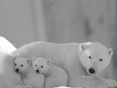 Left-wing parties are known for spinning moralizing narratives with simple plots. One of those stories is about the imminent danger that threatens the planet due to global warming