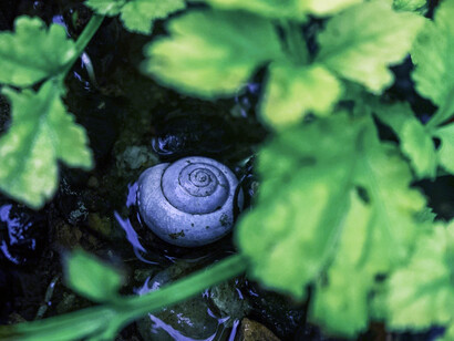 Lumaca tra le foglie. Scopri l'importanza di identificare e ascoltare le tue vere emozioni per vivere una vita più felice e soddisfacente