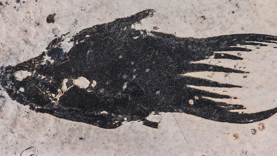Fossile Fische und Amphibien. Courtesy of Museum für Naturkunde