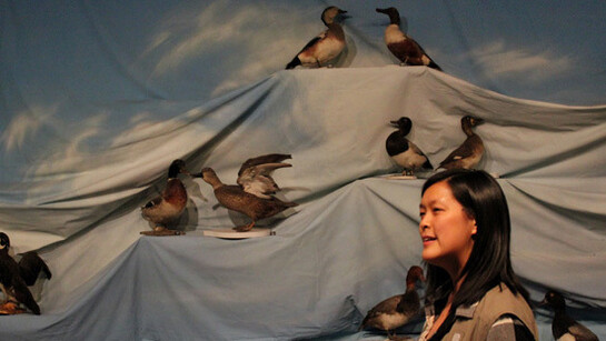 Birds of New Brunswick. Courtesy of New Brunswick Museum