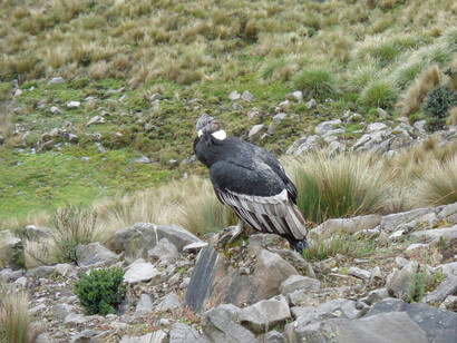 La situación actual de estas aves es crítica, pues la presencia masiva de microplásticos compromete su supervivencia y reproducción, demostrando que la contaminación ya no distingue entre espacios silvestres y ciudades