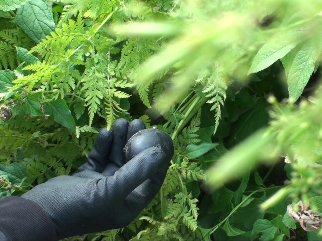 Agnieszka Polska "The Garden (Gardener's Responsibility)", 11 min. 40 sec. (film still), Courtesy of the artist and Galerie Żak | Branicka, Berlin