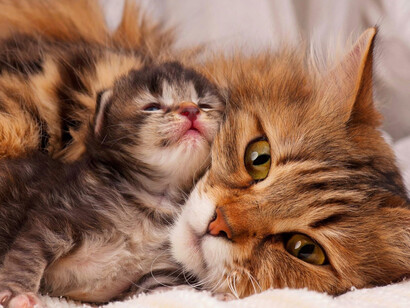 Hay que tener en cuenta que, cuando programamos una cesárea, no se sabe con exactitud el tiempo que la hembra lleva preñada