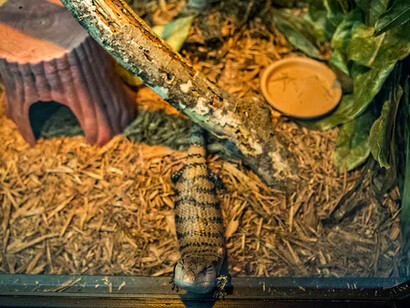 Staying alive: animal defenses, exhibition view. Courtesy of the Witte Museum