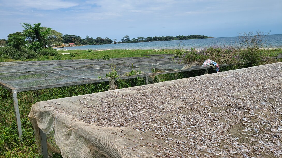 Pescado que fortalece el sistema inmunitario. En el embarcadero de White Sands, en las islas de Sese (84 islas en total), la pesca es una actividad económica, pero el producto mantiene sanos a sus consumidores. Pez plateado, que ya está seco gracias a la exposición al sol. Noroeste del lago Victoria, formando el distrito de Kalangala, Uganda