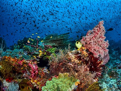 A vibrant coral reef teeming with marine life, representing the Philippines’ abundant natural wealth
