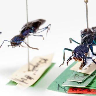 Käfer und Fächerflügler. Courtesy of Museum für Naturkunde