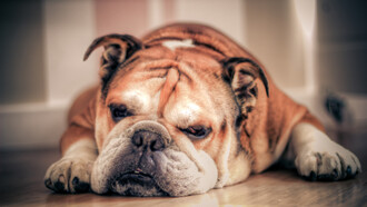 The British Bulldog