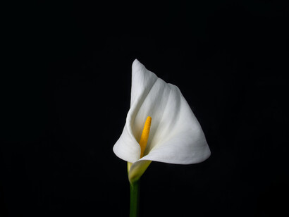 When you allow yourself to contemplate the worst outcome, you become familiar with what can happen