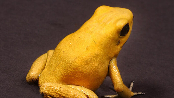 Hall of Reptiles and Amphibians. Courtesy of American Museum of Natural History