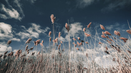 Killing the Biosphere