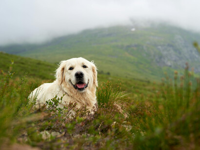 Los perros nos ofrecen su "perruno corazón", como expresó Rubén Darío, recordándonos el valor de la lealtad y el amor desinteresado