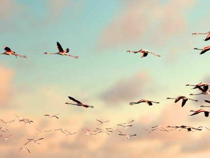 These migratory patterns respond exclusively to the conditions of the ecosystems, climate, and bioregions native to each species