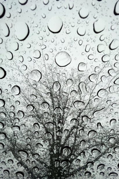 Hay que podar las ramas de esta tristeza absurda… habrá que hacerlo ahora que ha comenzado junio y aquí, en mi ciudad, los árboles se quedan sin hojas y sin trinos