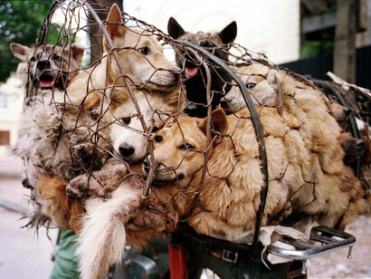 Yulin dog meat festival. Perros transportados en una red