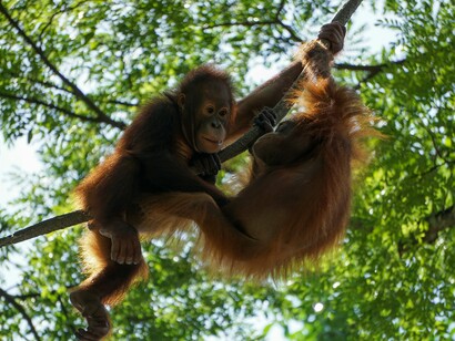 Gli oranghi di Sumatra utilizzano tecniche di apprendimento sociale per adattarsi a nuovi ambienti