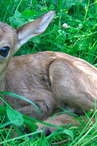 A gazelle puppy, credit Amir Balaban for the Society for the Protection of Nature in Israel