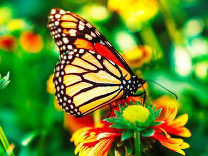 A Monarch butterfly sitting on a flower
