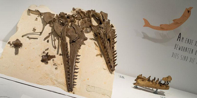 Mosasaur Hall. Courtesy of Royal Belgian Institute of Natural Sciences