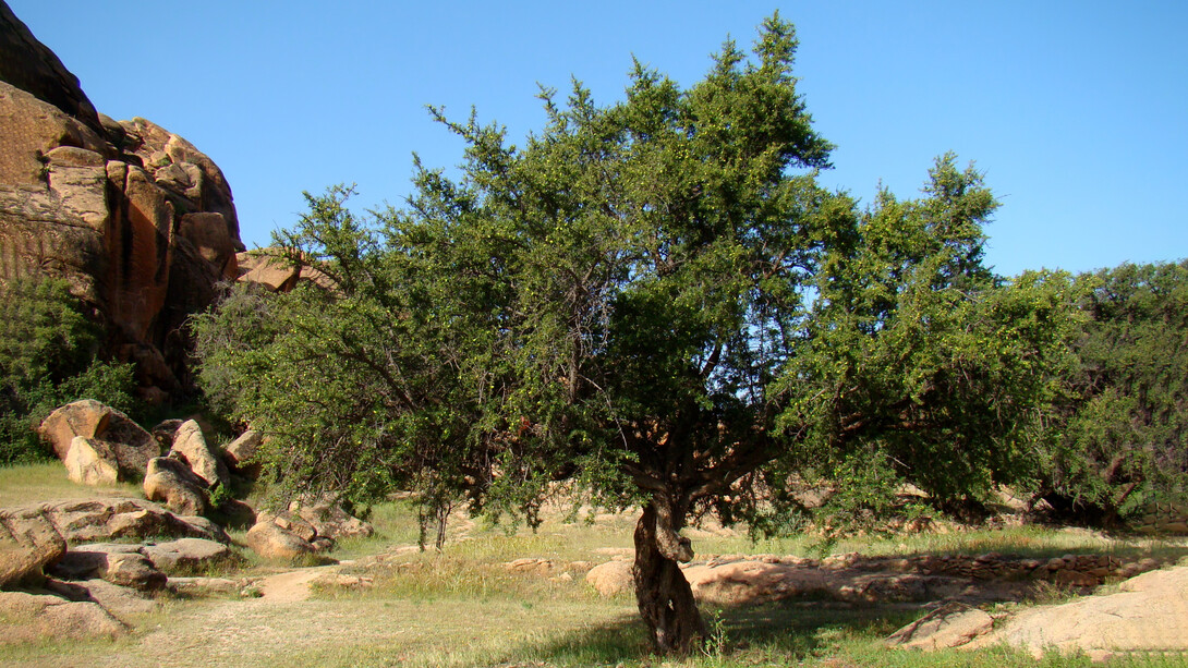 The Argan tree is a symbol of life in Morocco