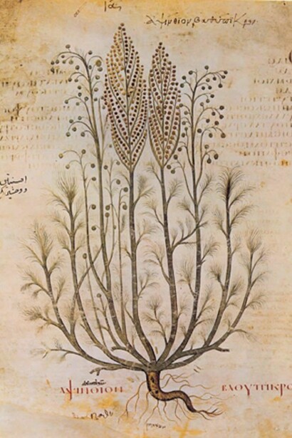 Erbario di Pietro Andrea Mattioli