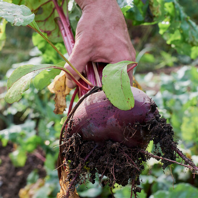 Colheita de alimentos orgânicos. É importante destacar que cada país tem sua própria legislação para regulamentar os alimentos orgânicos, o que pode fazer com que as regras para um alimento ser considerado orgânico variem