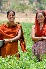 Nepal Farmer women in field