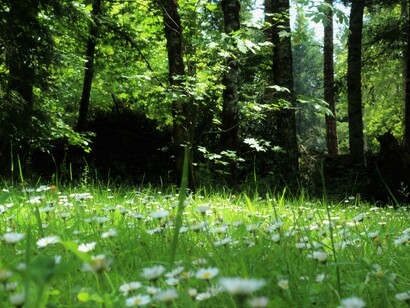 Flowers in a meadow