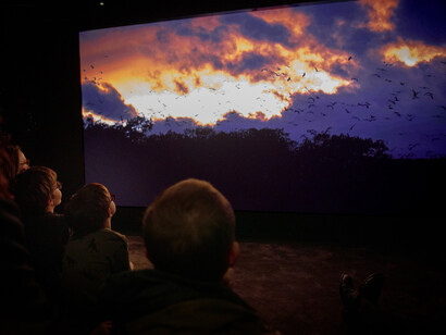 En forêt avec Vincent Munier, vue d'exposition. Avec l'aimable autorisation du Musée des Confluences