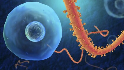 Virus dell'Ebola
