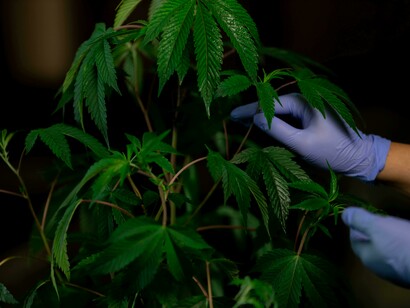 A cannabis plant being inspected by its medical use