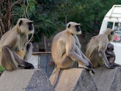 Quattro esemplari di specie Semnopithecus entellus, India