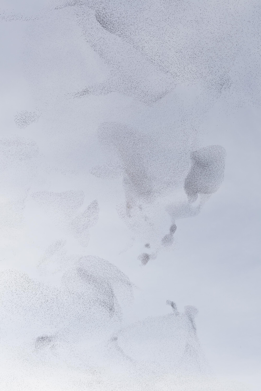 Daniela Friebel, from the series Auspicia