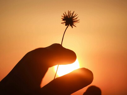 Silhouette de la main d'une personne tenant une fleur de pissenlit après avoir soufflé ses pétales