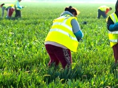 Procedentes de países asiáticos o de Europa del Este, trabajan en granjas, huertos e invernaderos