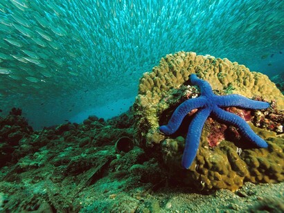 Seabed and starfish