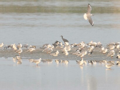Grey-headed Gulls and other waterbirds © Gehan de Silva Wijeyeratne