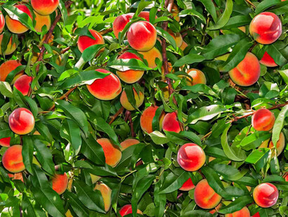 Árbol lleno de duraznos