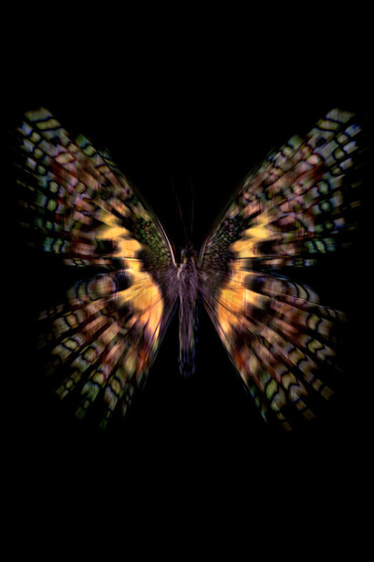 Allan Forsyth, Euphemia, 2012, LED light box lenticular, edition of 5, 100 x 100 cm, courtesy of the artist and Gallery Elena Shchukina