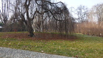 Parco Sempione, faggio pendulo