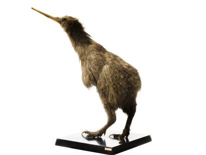 Birds. Courtesy of Tadas Ivanauskas Zoological Museum