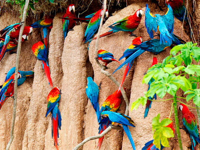 Los guacamayos, además de impresionantes, son importantes componentes para la vida en el bosque, ya que dispersan semillas y ayudan a la regeneración de árboles