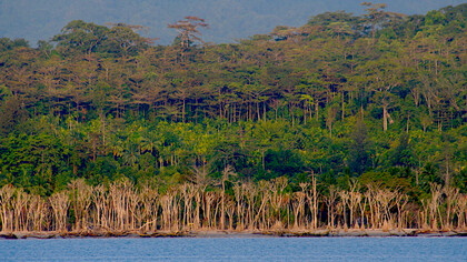 Forests on Great Nicobar, slated to be cut down for an infrastructure project @ Pankaj Sekhsaria