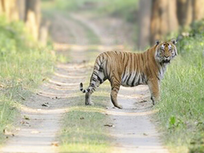 Dudhwa Tiger Reserve, ph. Aditya Havelia 